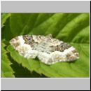 Epirrhoe rivata - Weissbinden-Labkrautspanner 01.jpg